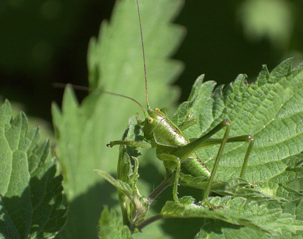 ninfa di tettigonia ?